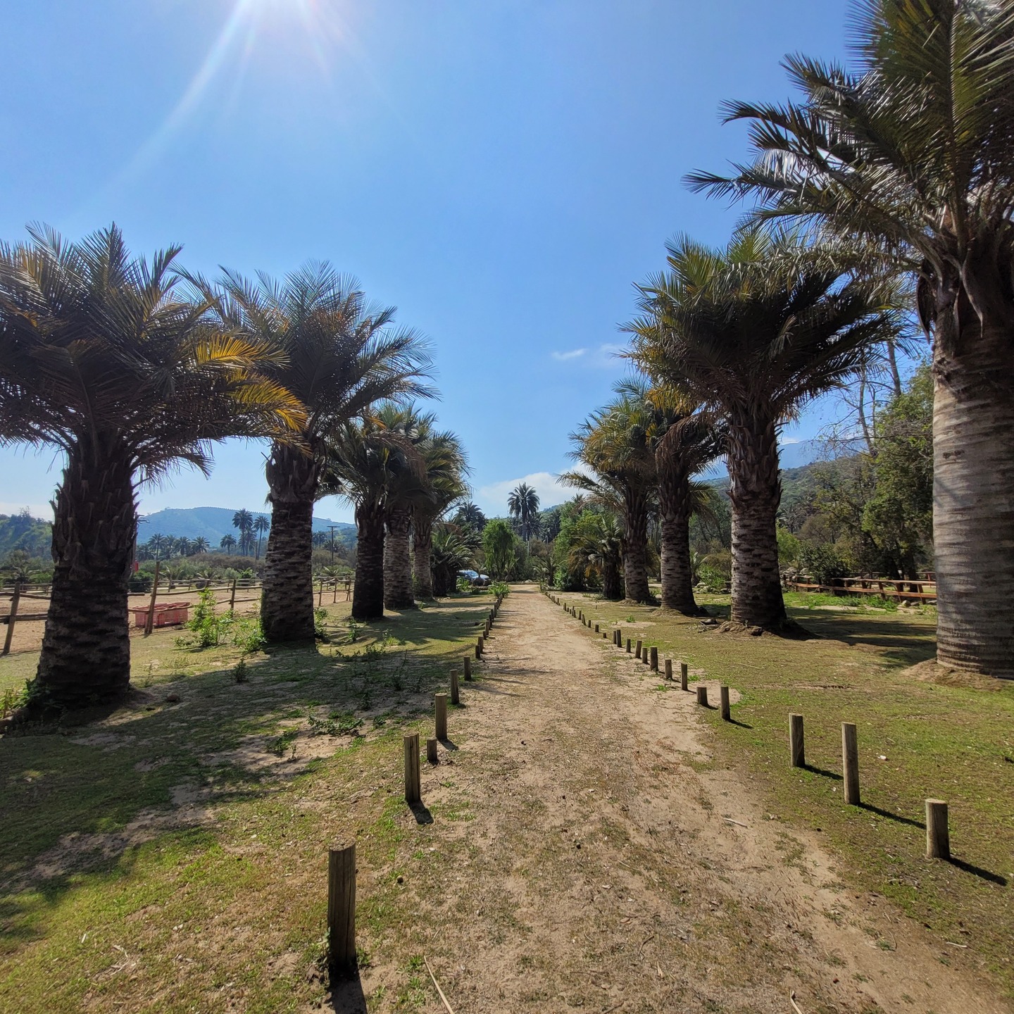 🌿  Oasis de La Campana 5.000m2, Excelente Oportunidad de Inversión en Parcela – 🌿